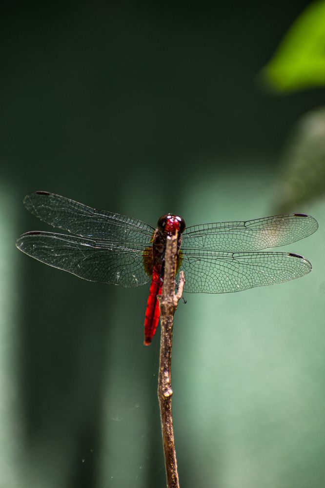 Red dragon fly