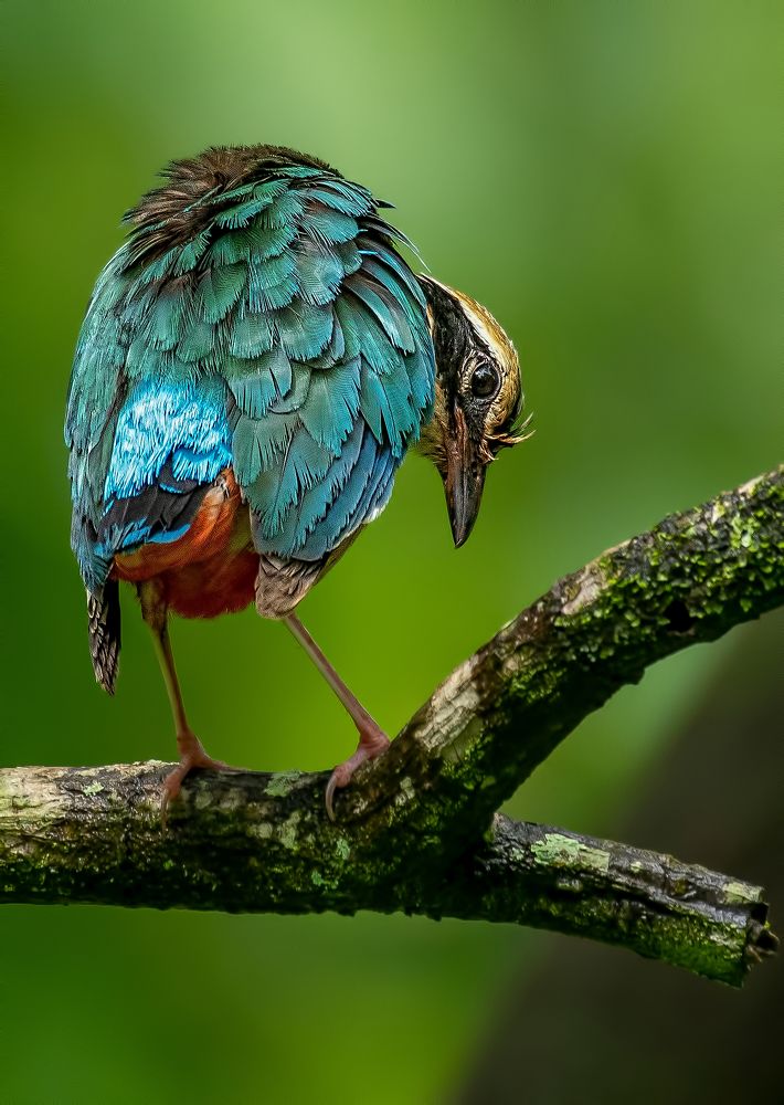 Фотография автора Manish Nikte