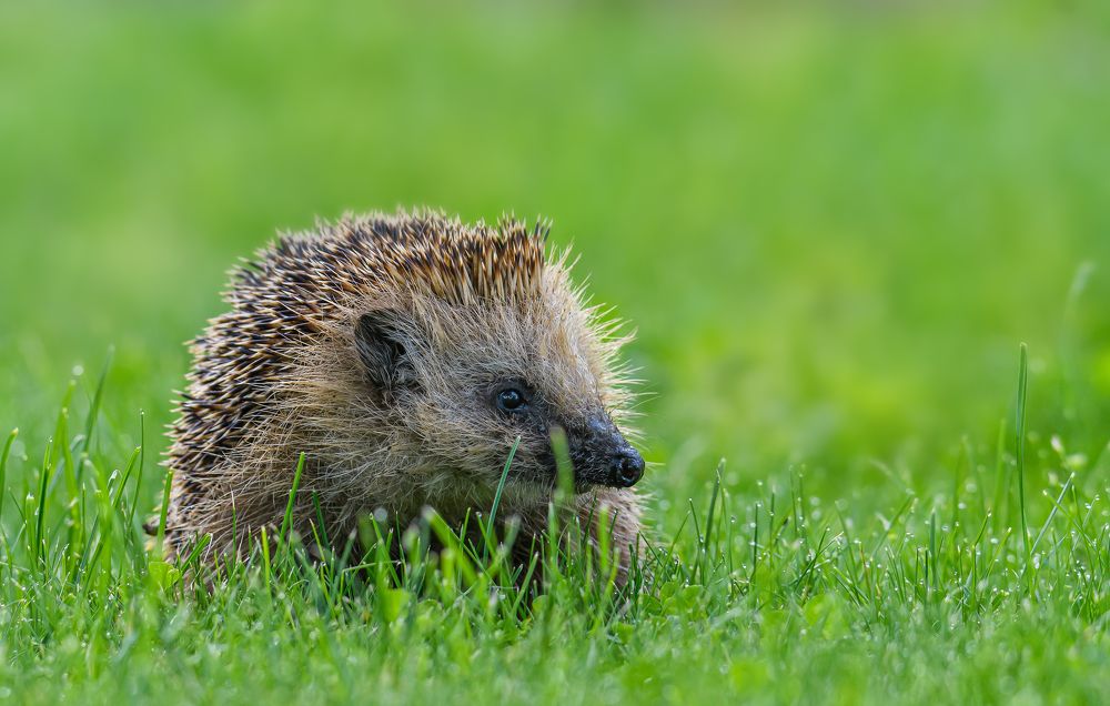 Photograph by Sergei Troitski