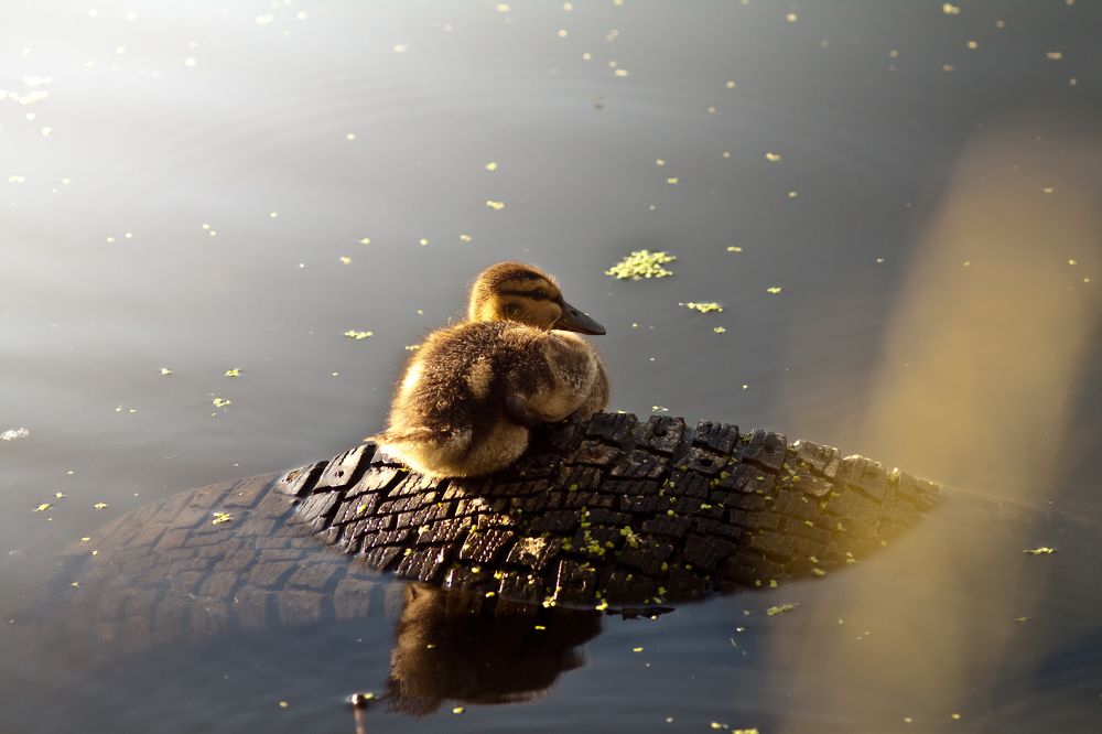 Photograph by Олег Терешкин