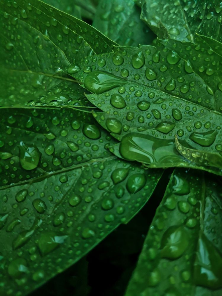 Photograph by Alexandra Skarabahatava