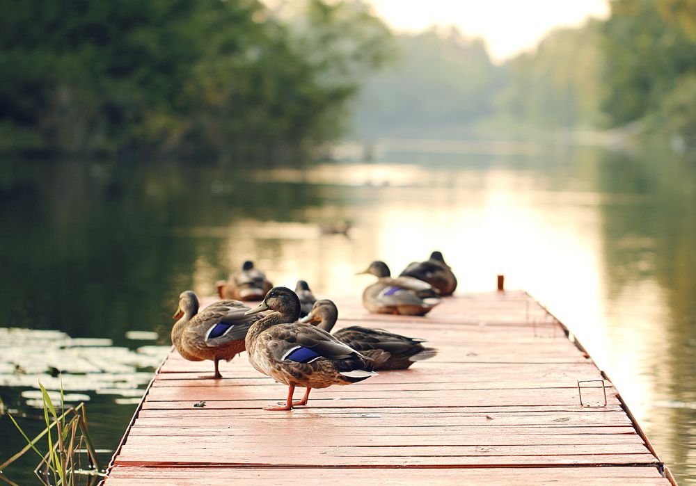 Photograph by Алена Полетаева