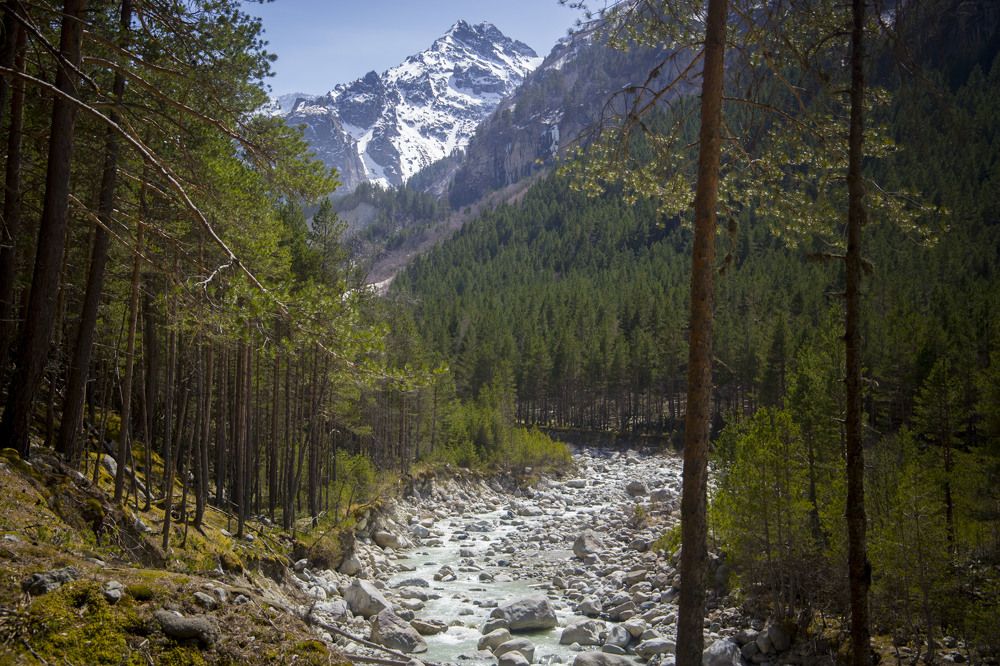Заповедный лес ущелья Караугом