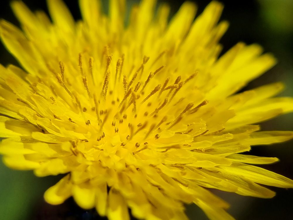 Photograph by Lionel