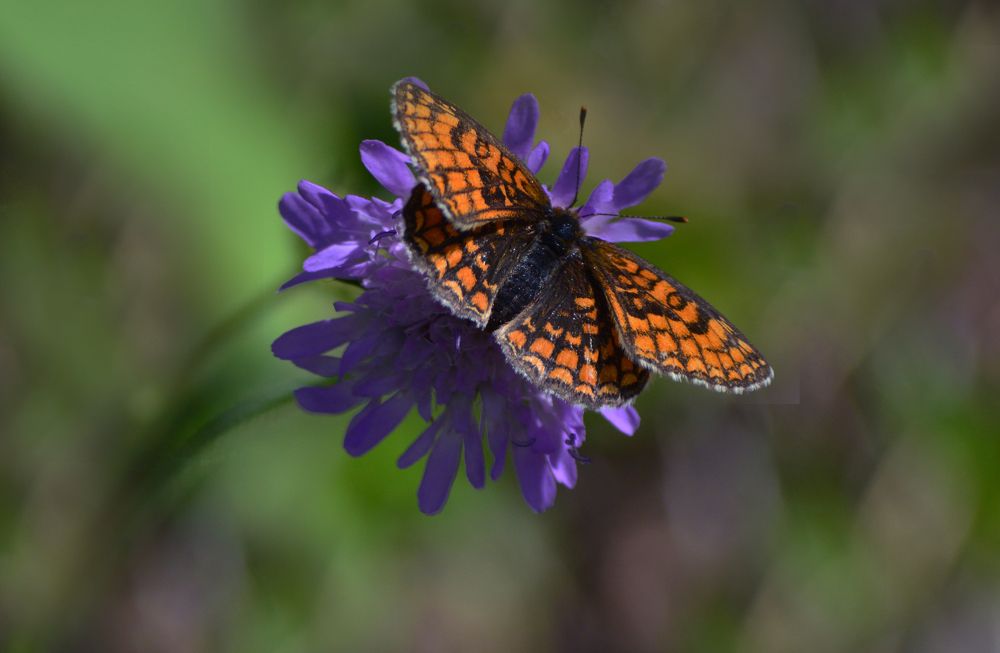 Перламутровка