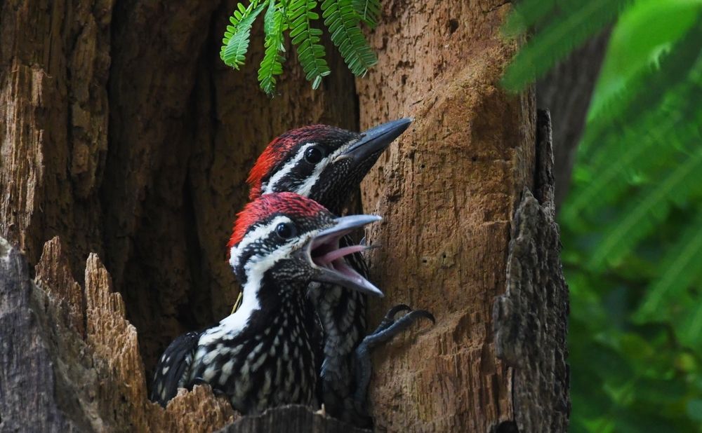 Photograph by DEBJYOTI MONDAL