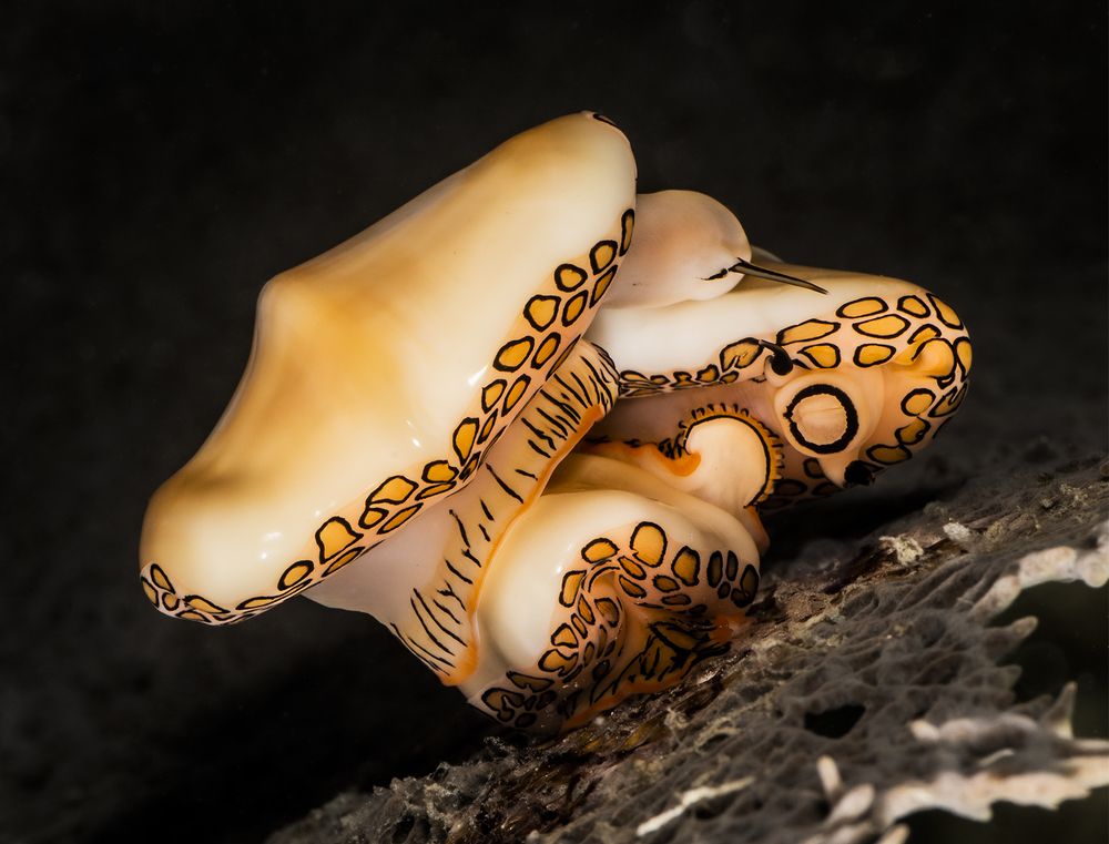 Photograph by Rodrigo Parotti Gavilan