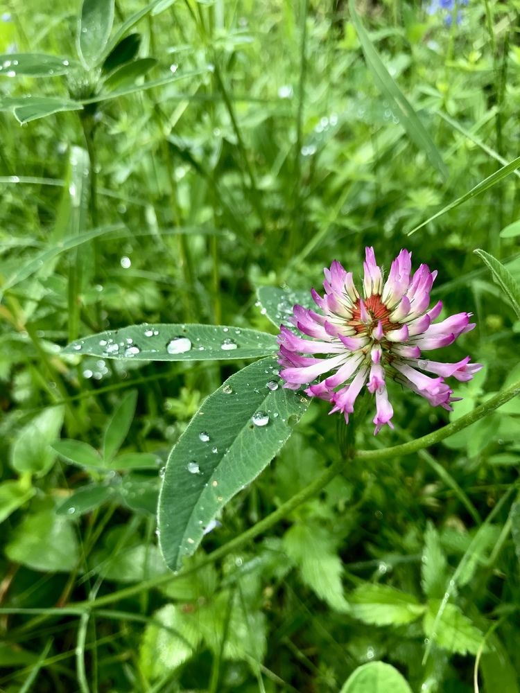 В лесу после дождя