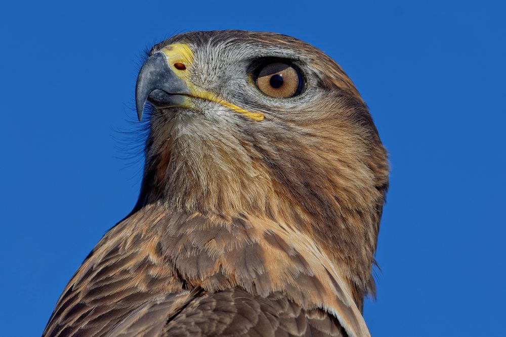 Фотография автора Олег Набровенков