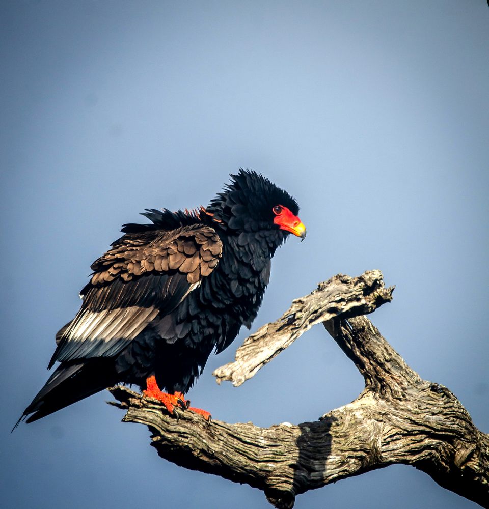 Bateleur