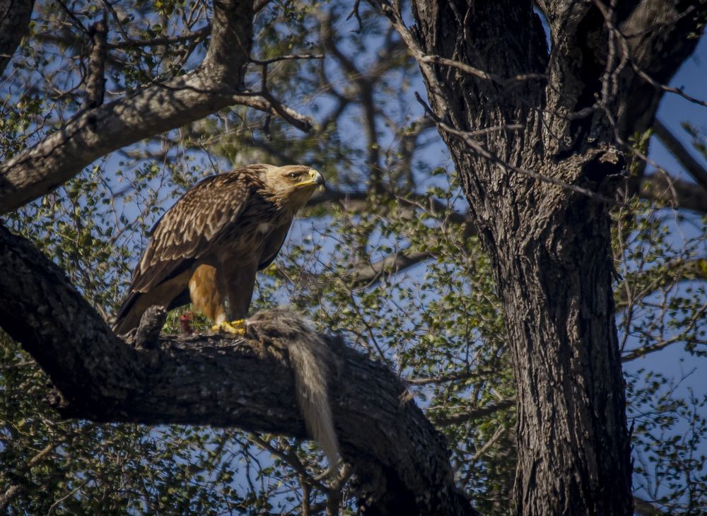 Tawny Eagle on White tailed Mangoes Kill