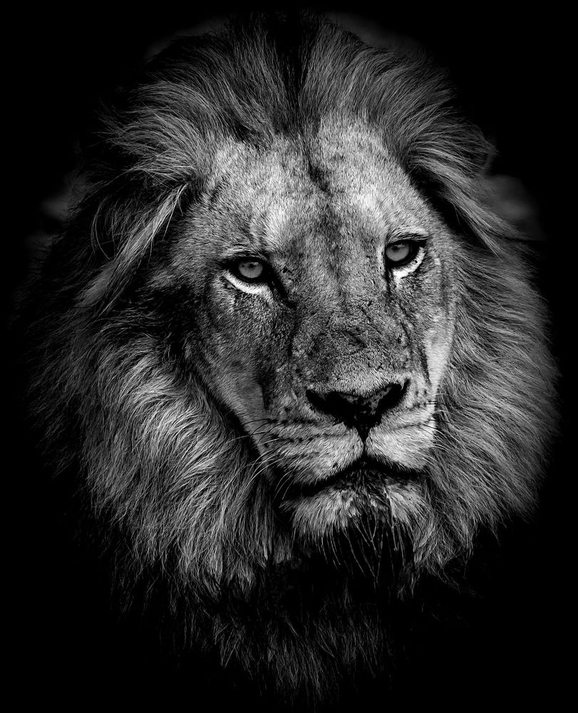 Male Lion In Black
