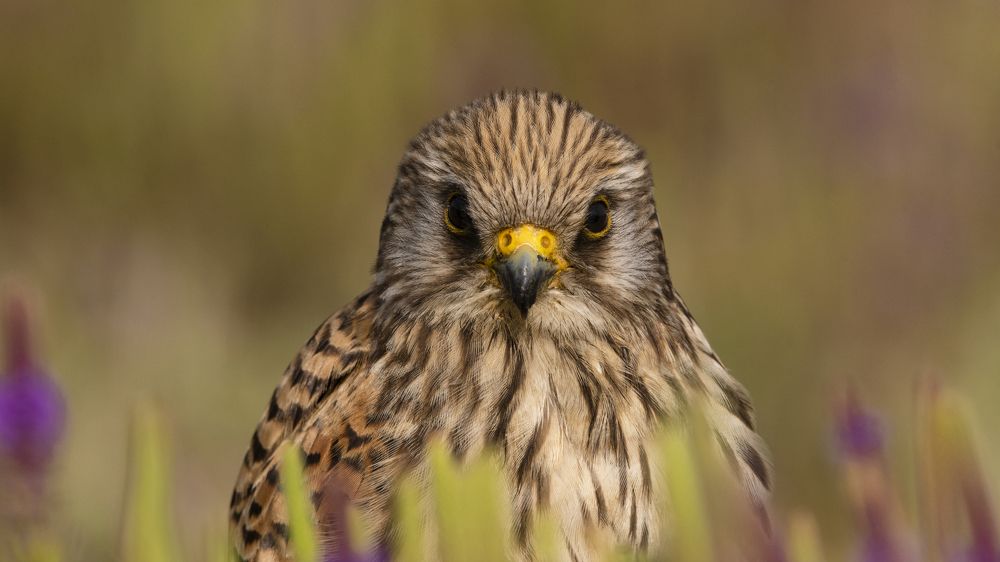 Фотография автора Gokul Addanki