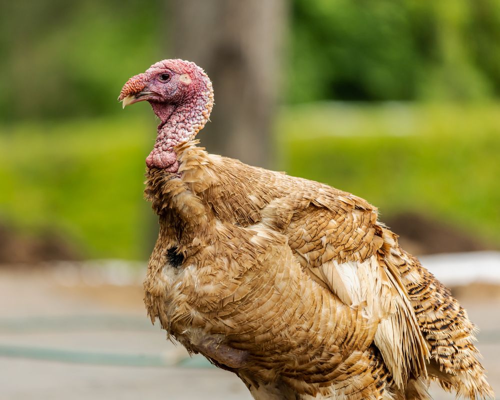 Photograph by Alexey Nikitin