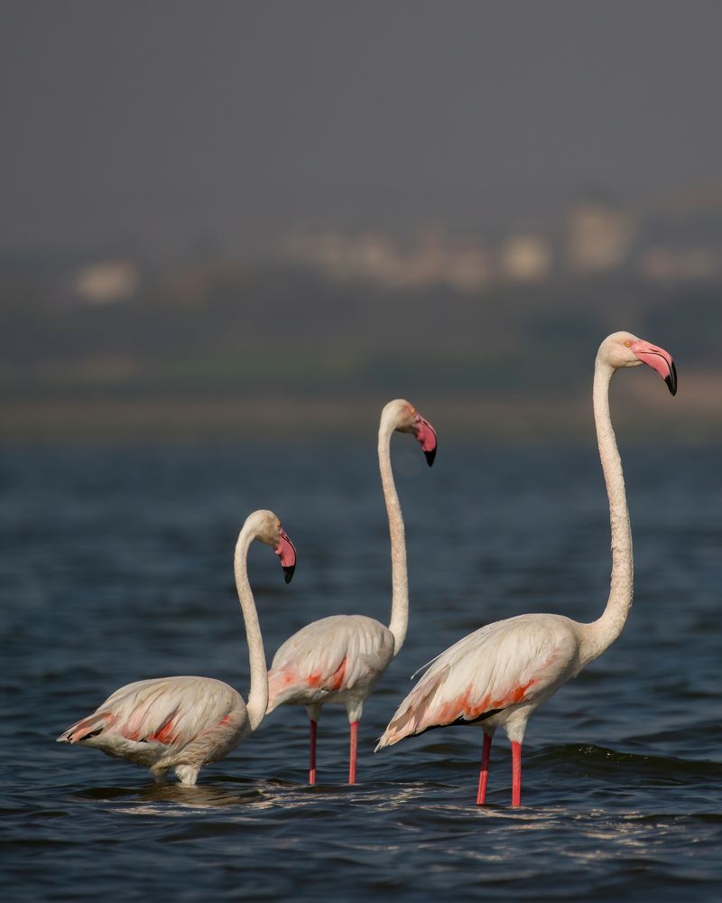Flamingo Trinity