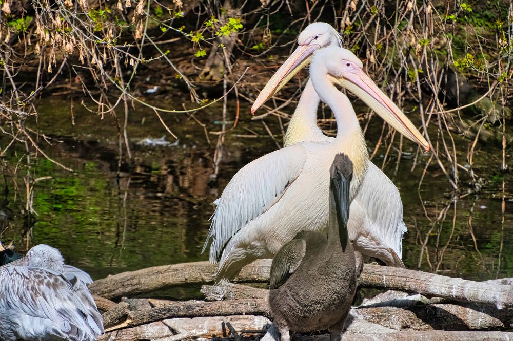 Photograph by ИЛЬДАР БАЛЕЕВ