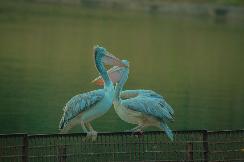 Photograph by Anjali K R