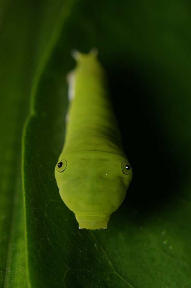 Photograph by Sooraj Rajan Sugandhamony