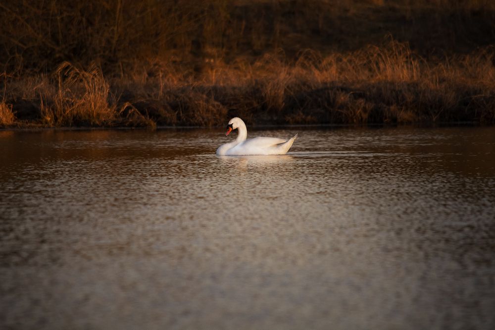 Photograph by Сергей К.