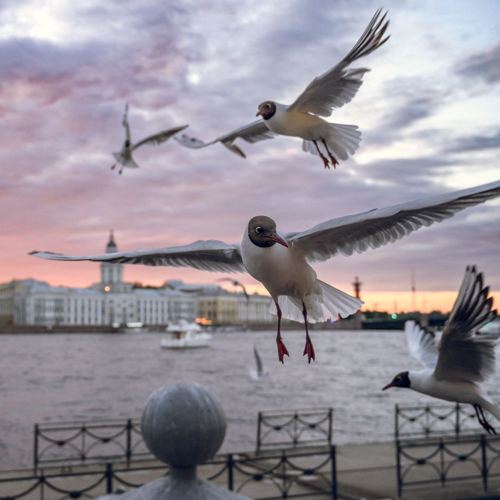 Фотография автора Караваев Антон