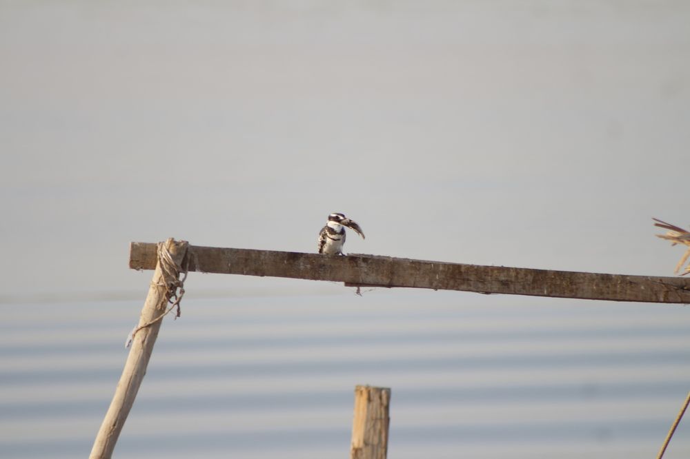 Photograph by حسن علي عبد الرضا