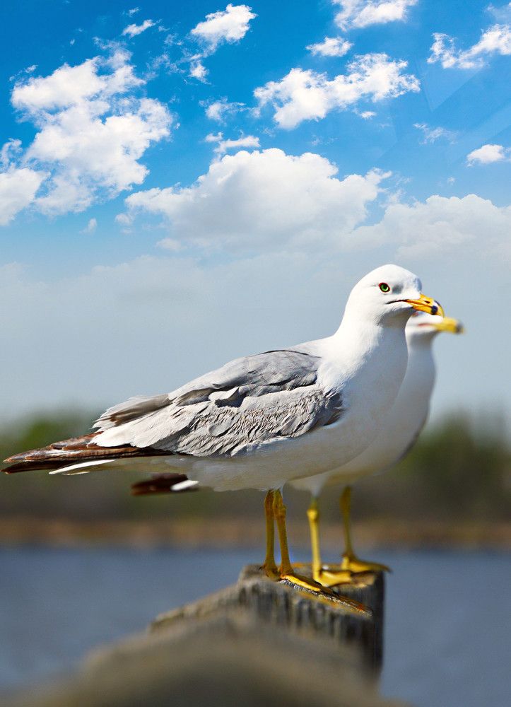 Фотография автора Katerina Georgieva