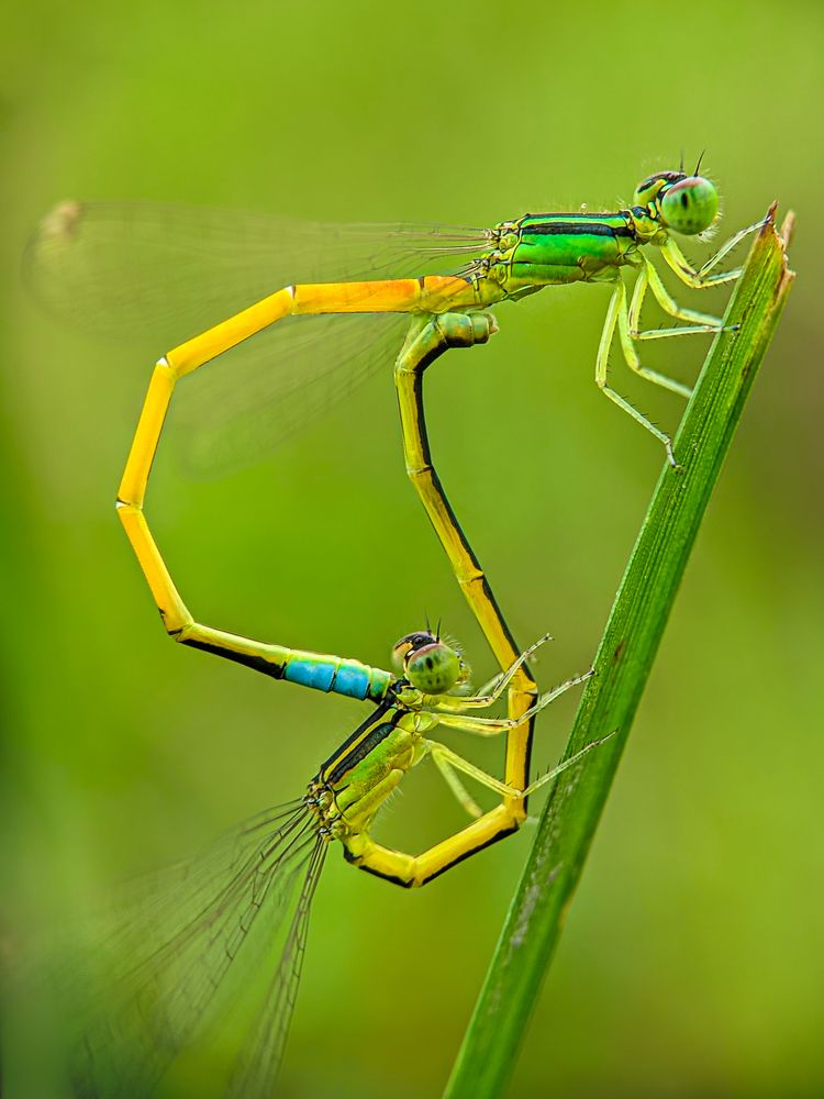 Photograph by Utpal Roy