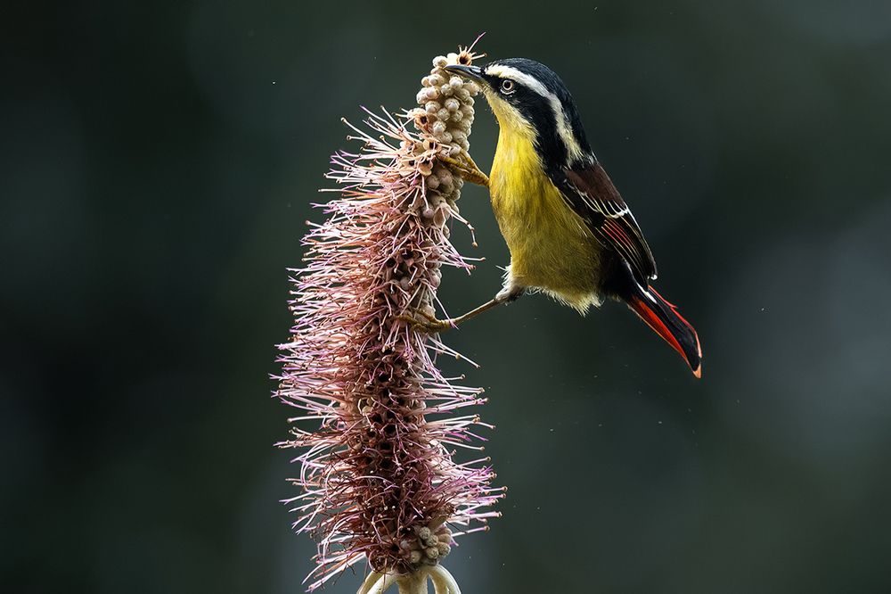 Photograph by Soumik Sengupta