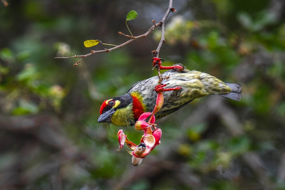 Photograph by DEBJYOTI MONDAL