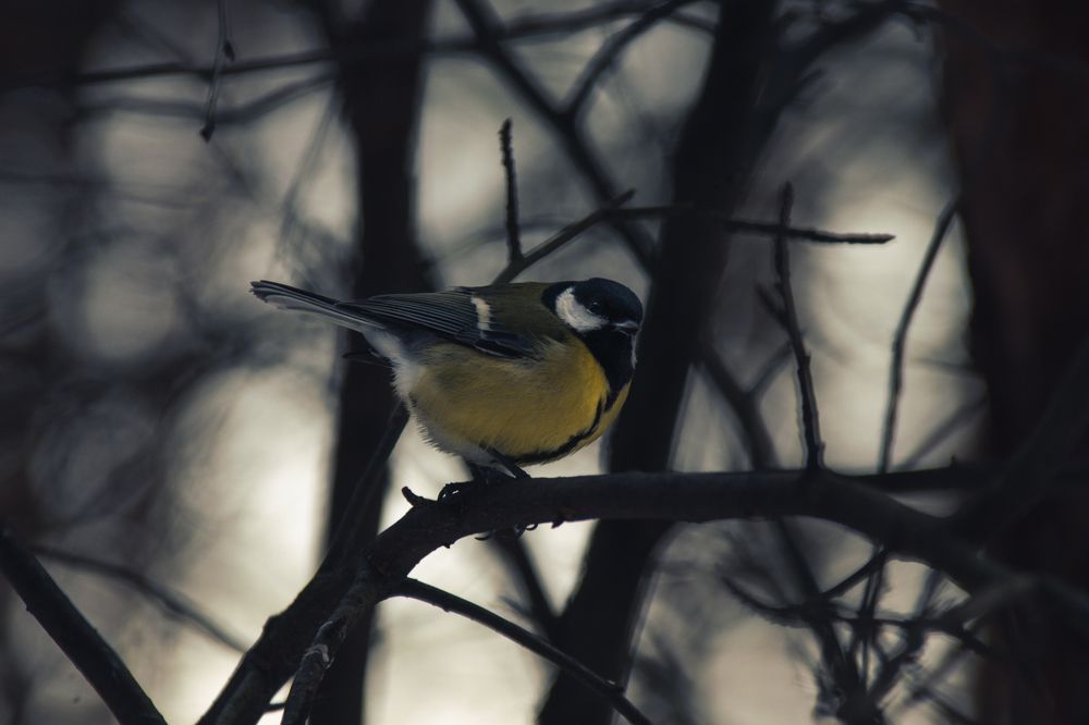 Photograph by Степан Ковыльчик