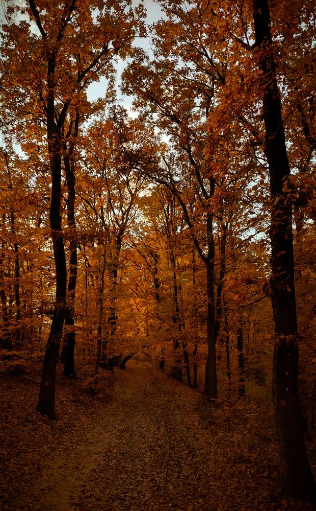 Photograph by Diana-Alexandra Amărinei