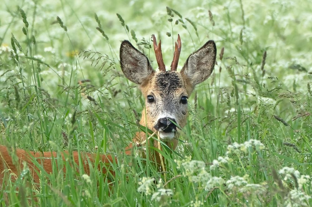 Photograph by Viktor Makarov