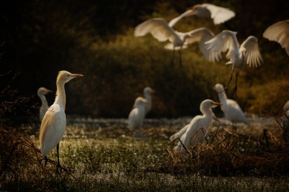 Photograph by Rajat Mandloi