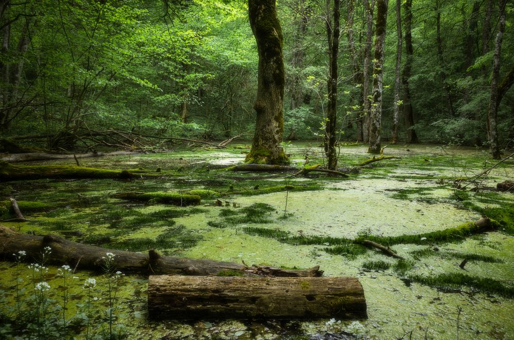 Photograph by Антон Литвин