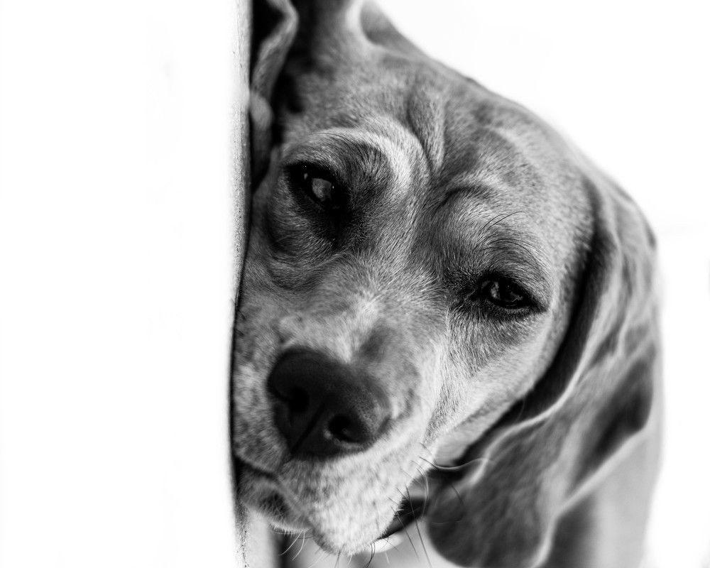 Photograph by Pedro Javier Pilamunga Rueda