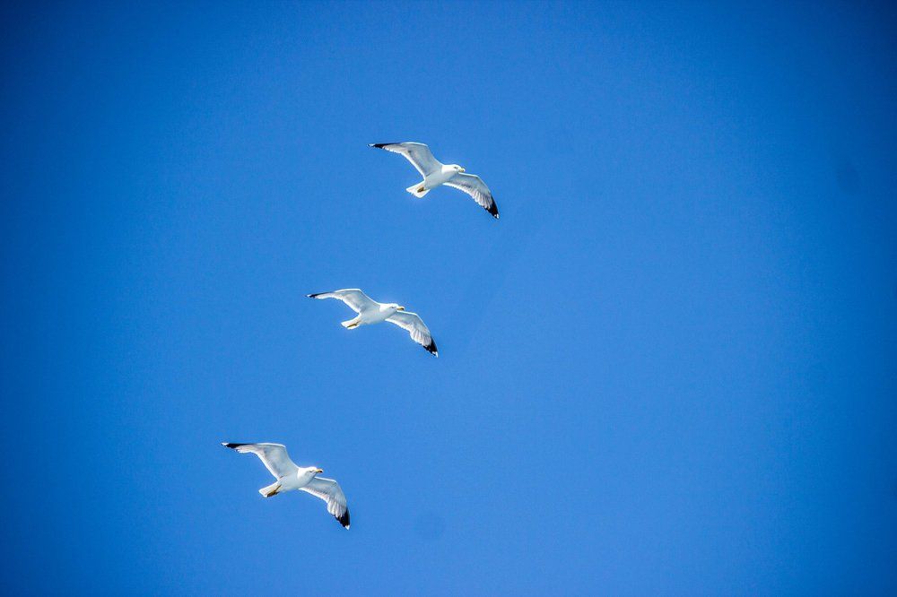 Photograph by Muharrem Bayrmoğlu