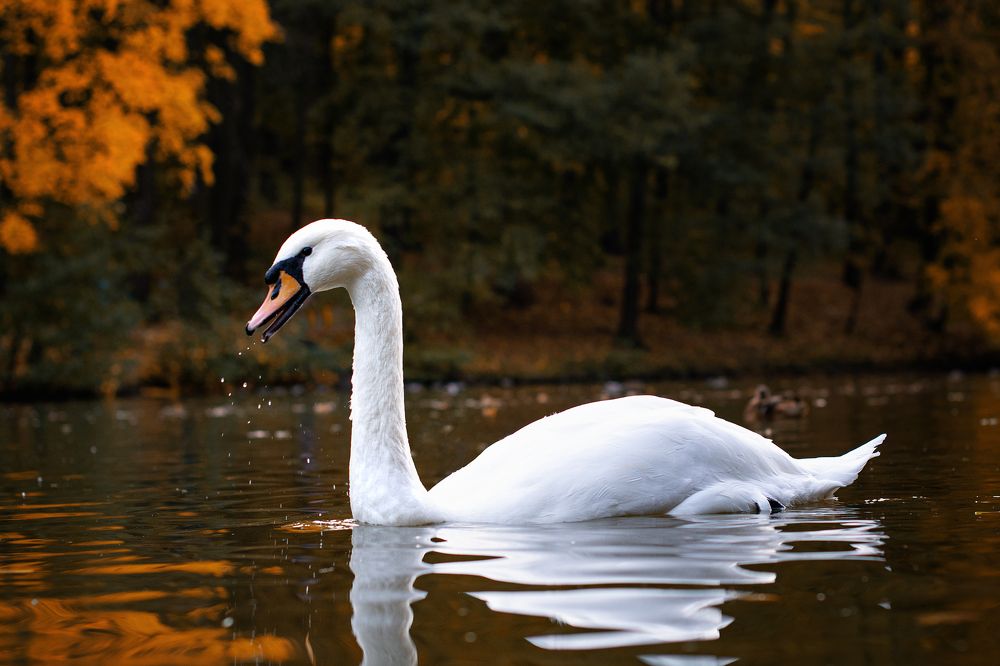 Фотография автора Олег Голубев