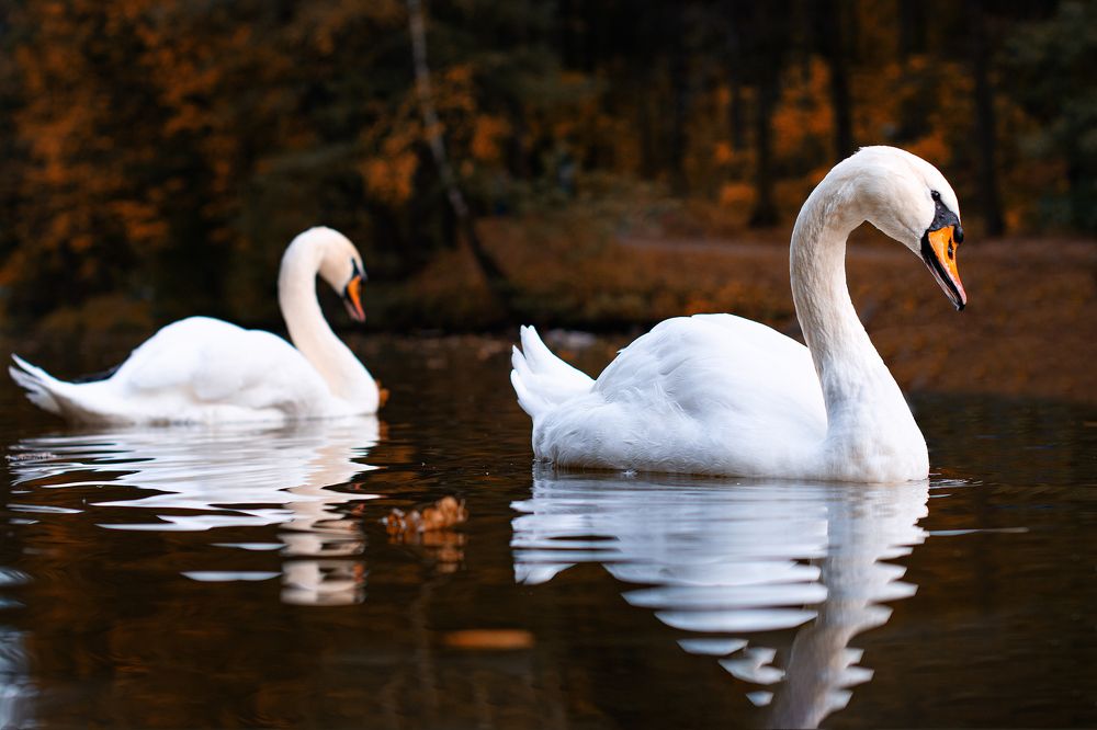 Фотография автора Олег Голубев