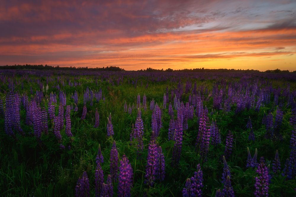 Photograph by Roman Dmitriev