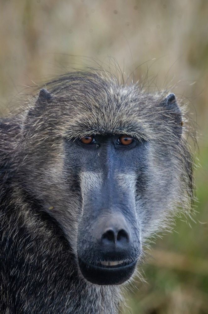 Baboon