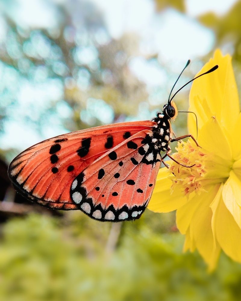 Photograph by Sudeshna Chanda