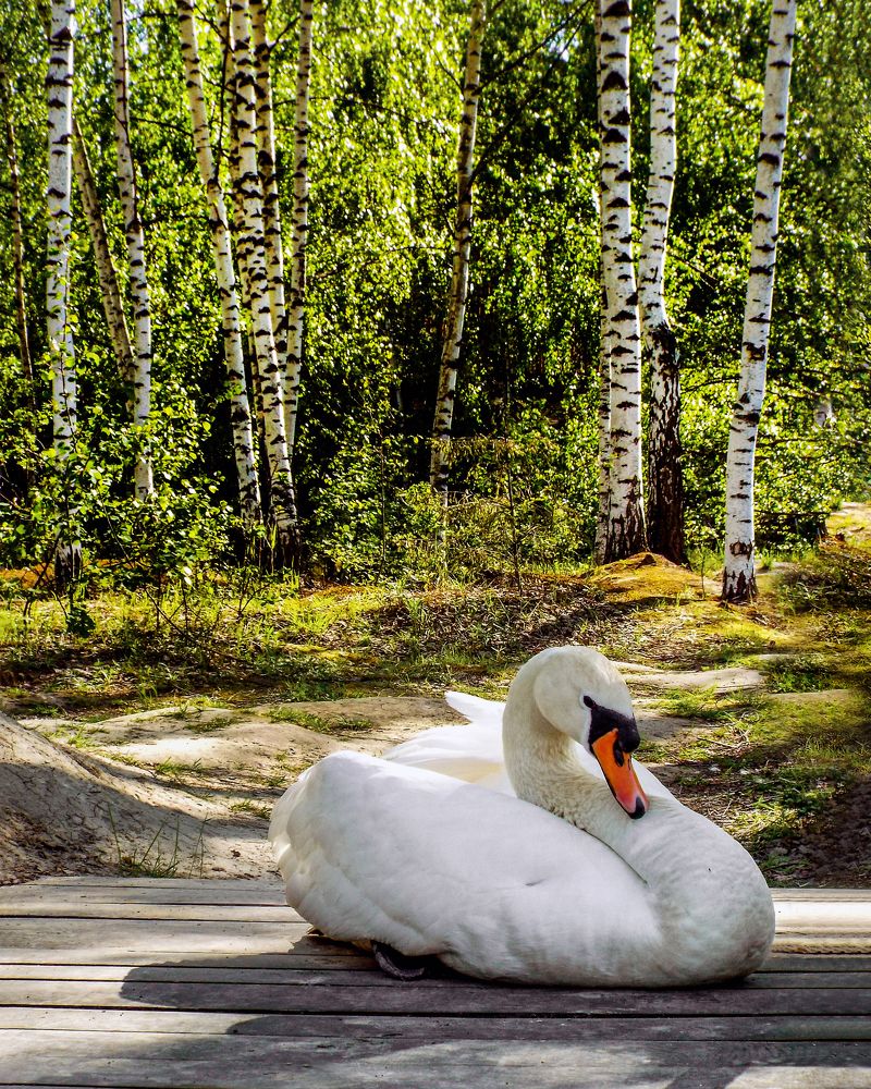 Photograph by АНДРЕЙ АБАКУМОВ