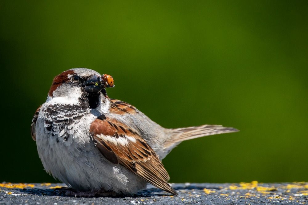 Photograph by António Vieira