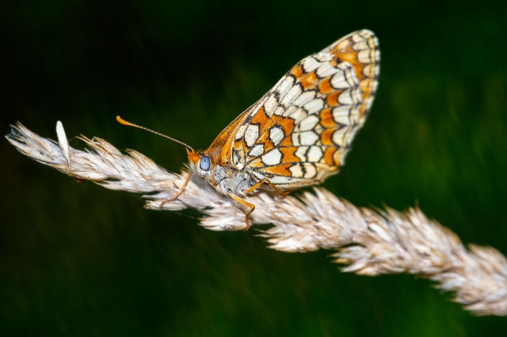 Photograph by António Vieira