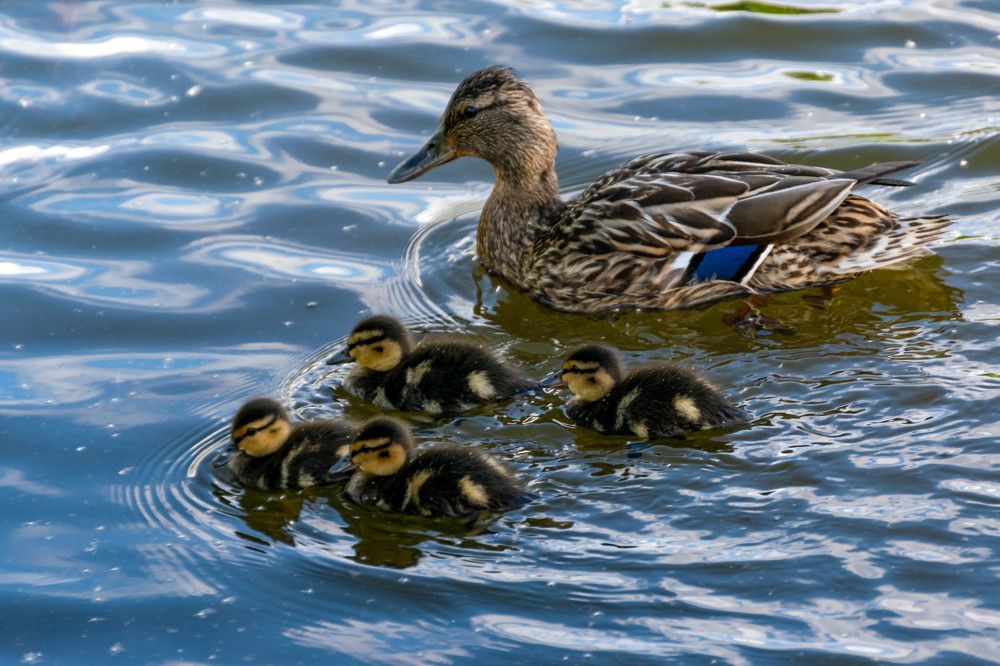 Photograph by Наталья Вялых