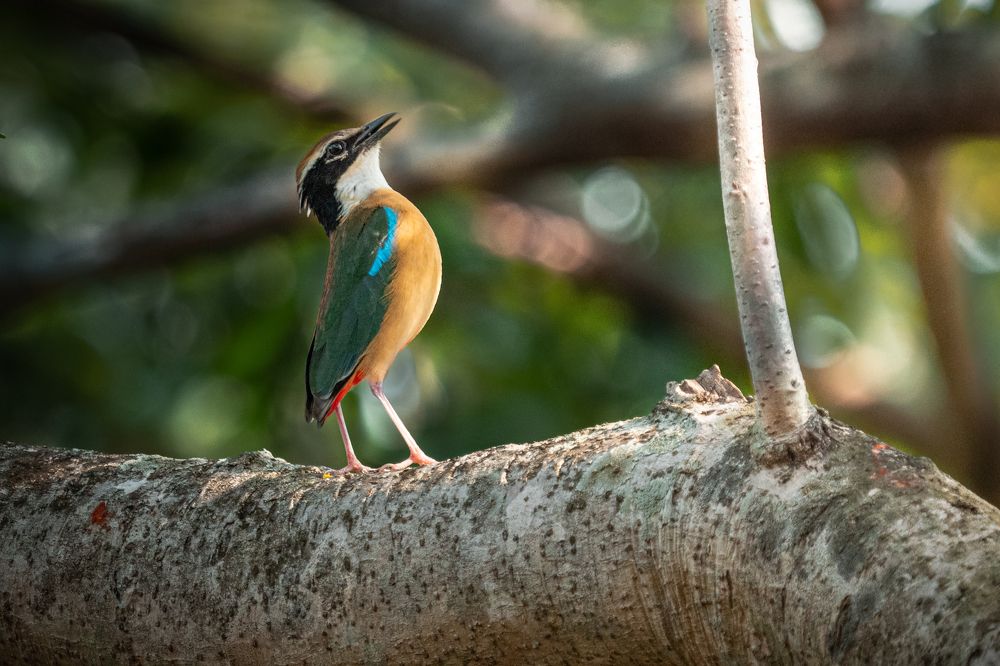 Фотография автора Pramit Karmakar