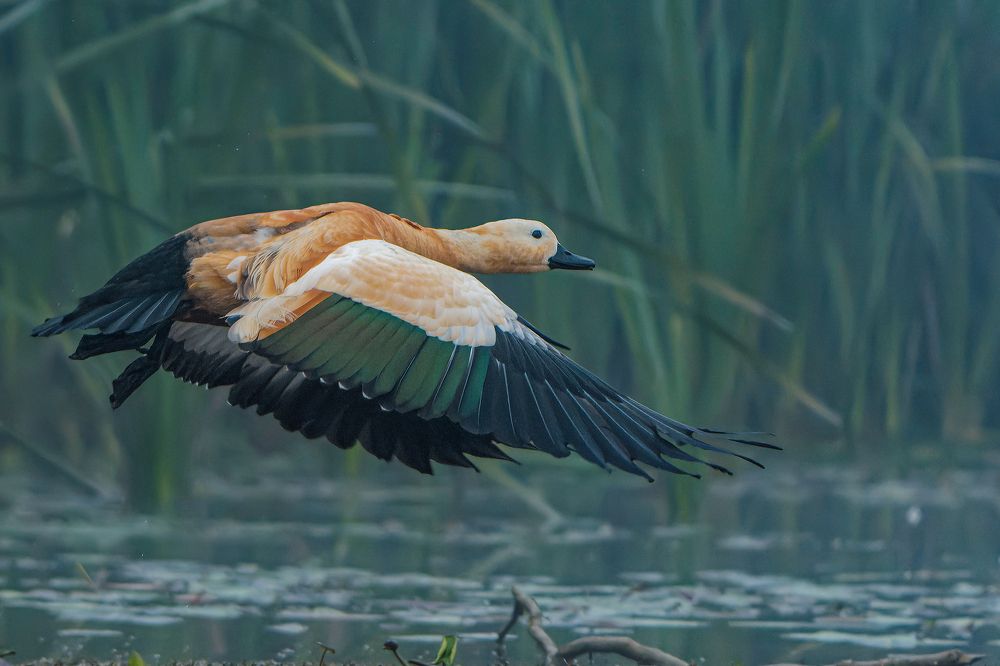 Фотография автора Pramit Karmakar