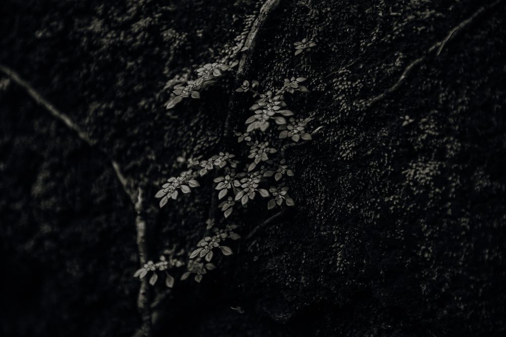 Photograph by Shamal lakshan