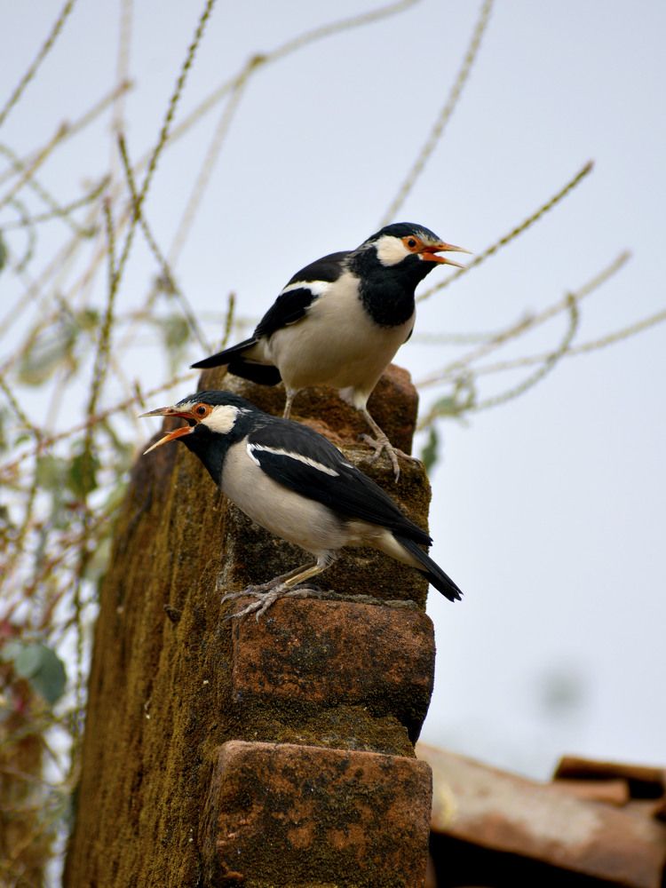 Photograph by Bhanupriya Marke