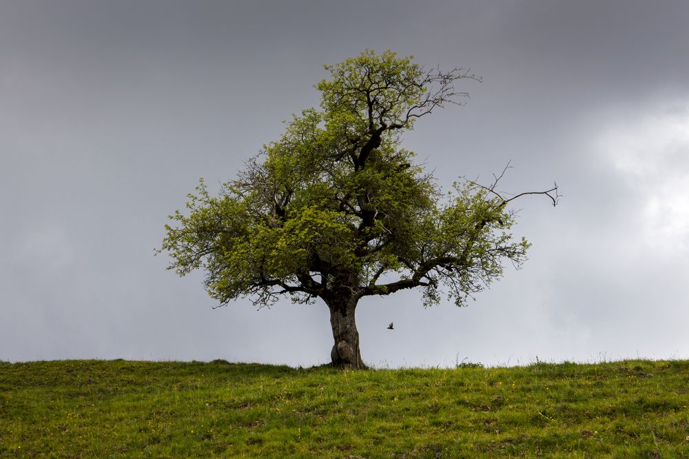 Photograph by Carlos Hernâni